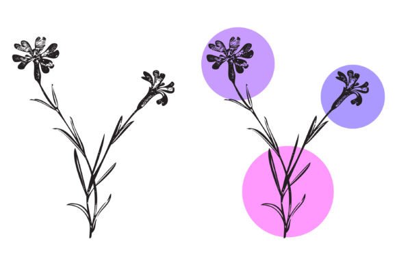 Download Botanical Hand Drawn Plants. Wildflowers - Hand drawn plants Collection