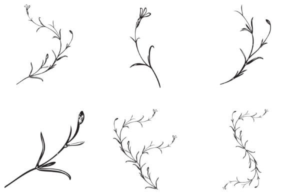 Download Botanical Hand Drawn Plants Isolated - Hand drawn plants Collection